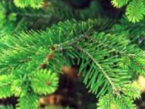 Елки к Новому году