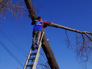 Вадим Супиков организовал работы по кронированию аварийных деревьев