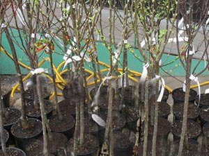 В Колышлее готовятся к «Зеленой волне»