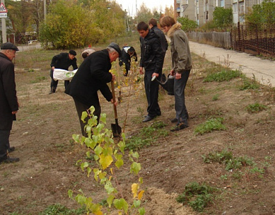 Школьники поселка Лесной высадили аллейку молоденьких берез